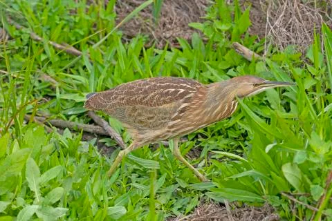 An American Bittern Walking Through the Grasses 스톡 사진