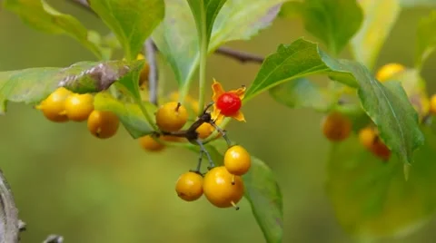 American Bittersweet in fall Stock Footage 49210739