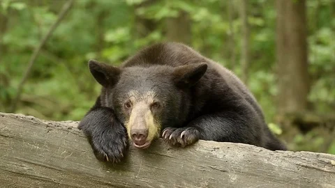 American Black Bear adult panting (Ursus americanus), E N America Stock Footage