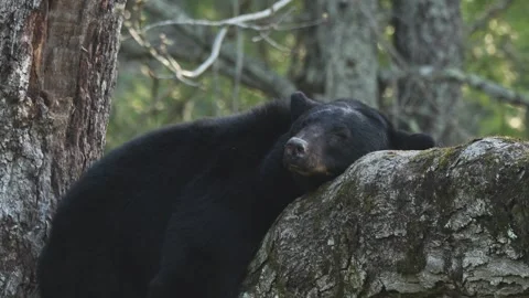 American Black Bear Close-up Sleeping in Tree Stock Footage 308097868