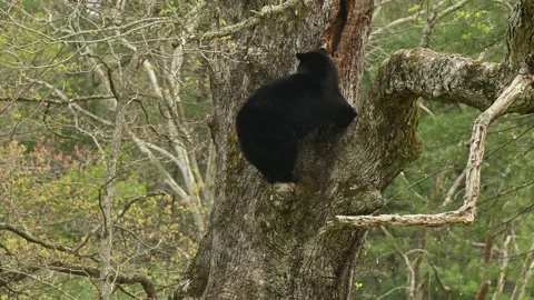 American Black Bear Descending From Den Part 1 Stock Footage 308097866