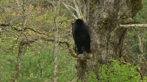 American Black Bear Descending from Den Tree Part 2 Stock Footage 308097923