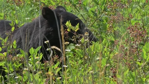 American Black Bear Eating Blackberries Stock Footage 282913634