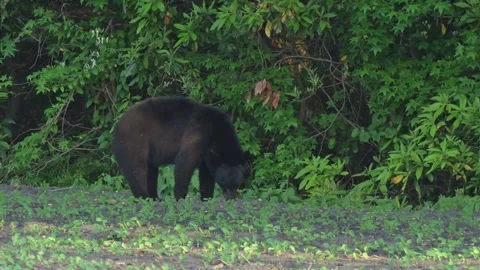 American Black Bear Eating Soybean Sprouts in Farmers Field Stock Footage 282914800
