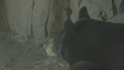 American Black Bear Stock Footage 86669683