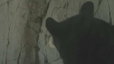 American Black Bear Stock Footage 86669773