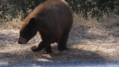 American black bear Stock Footage 99687887
