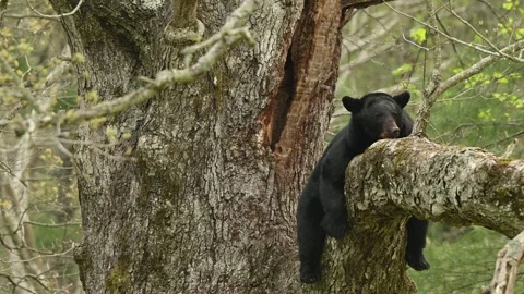 American Black Bear Getting Situated on LImb Outside Den for a Nap Stock Footage 308097744
