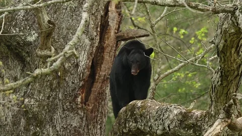 American Black Bear Looking Down From Tree Stock Footage 308098029