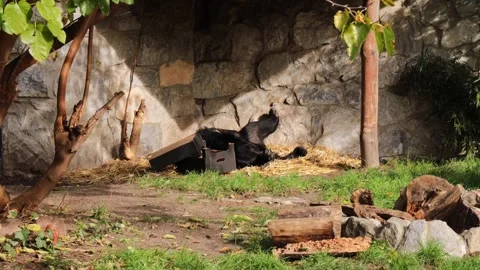 American Black Bear lying in the sun, resting peacefully at the Wroclaw Zoo. Video stock 289843561