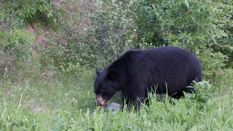 The American black bear is a medium sized bear native to North America. It is th Stock Footage 123170192