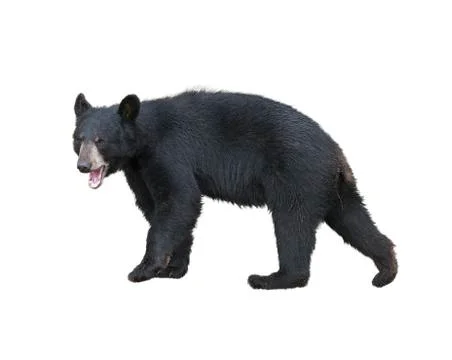 American Black Bear Stock Photos
