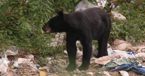 American black bear sitting in garbage dump Stock Footage 109544769