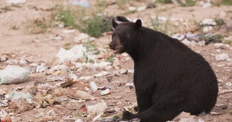 American black bear sitting in the middle of dumping ground 스톡 동영상 109545102