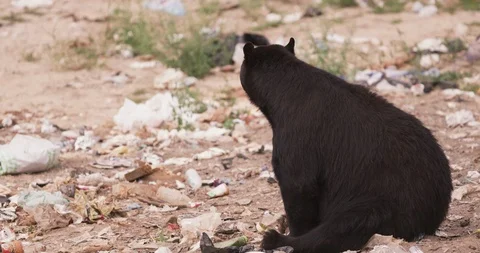 American black bear sitting in the middle of dumping ground Stock Footage 109545344