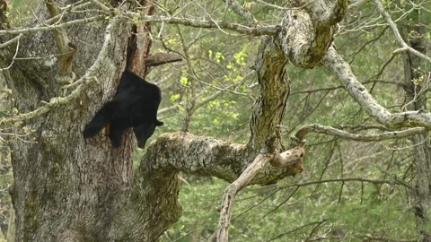 American Black Bear Sow Climbing Out of Den then Laying Down on Limb Stock Footage 308097847