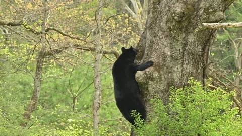 American Black Bear Sow Climbing Up Her Den Tree Stock Footage 308097919