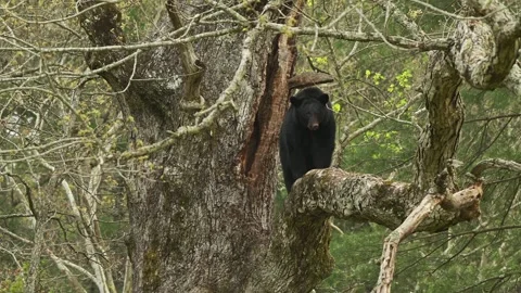 American Black Bear Standing Limb Outside Her Den Looking Around Stock Footage 308097922