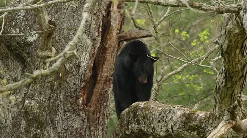 American Black Bear Standing on  Limb Yawning Video stock 308098032