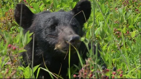 American Black Bear Takes a Break From Eating to Check Surroundings Video stock 282913073