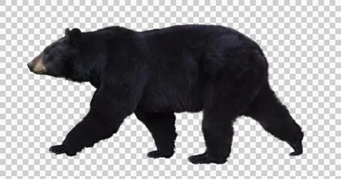 black bear white background