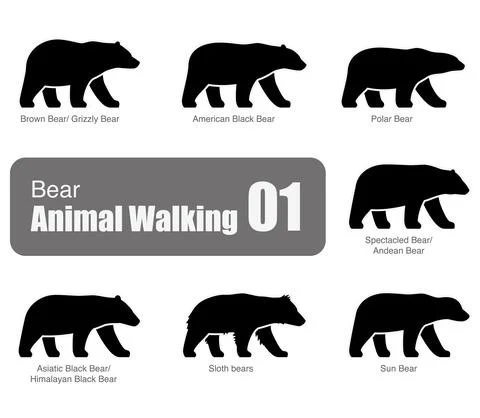American black bear walking side flat 3D icon design, vector illustration Stock Illustration