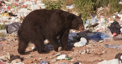 American black bear walking through the garbage dump Stock Footage 109381137