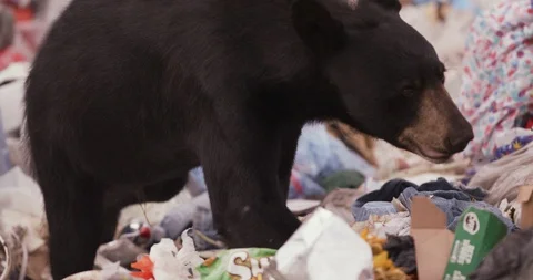American black bear walking through the garbage dump Stock Footage 109381956