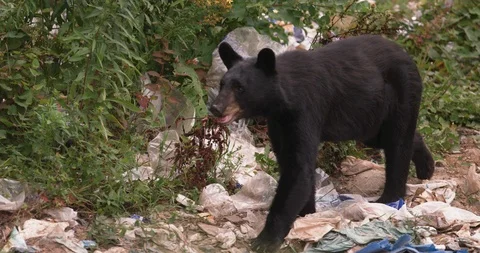 American black bear walking through the garbage dump Stock Footage 109383250