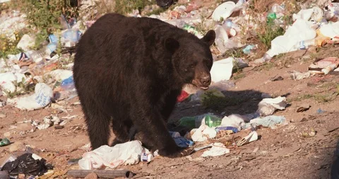 American black bear walking through the dumping ground Stock Footage 109543044