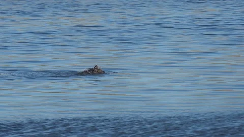 American black duck Stock Footage 160903328