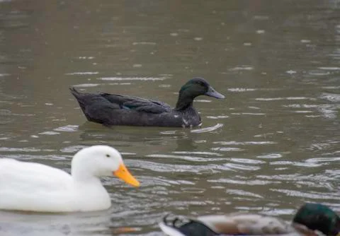 American black duck Stock Photos