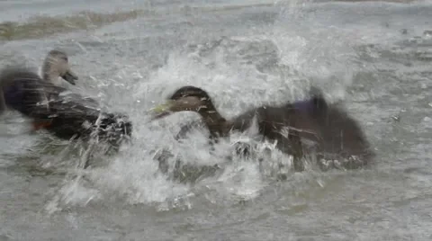 American Black Ducks fighting Stock-Footage 64825537