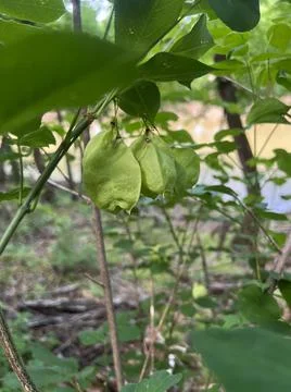American Bladdernut Tree Foto stock