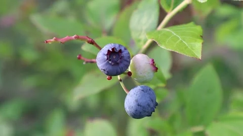 American blue berries. Stock Footage 286252494