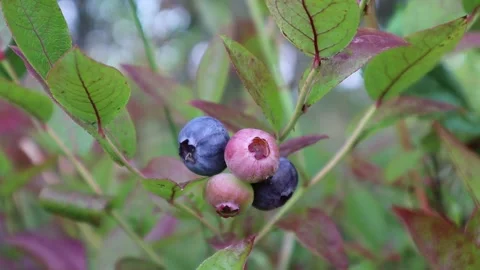 American blue berries. Stock Footage 286252531