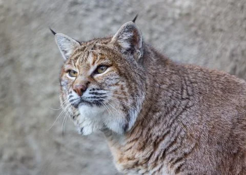 American bobcat Stock Photos