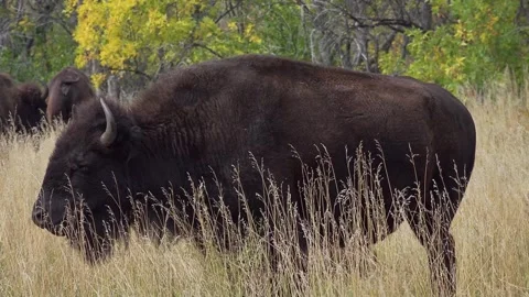 American buffalo in Custer State Park, South Dakota, USA Stock Footage 259840066