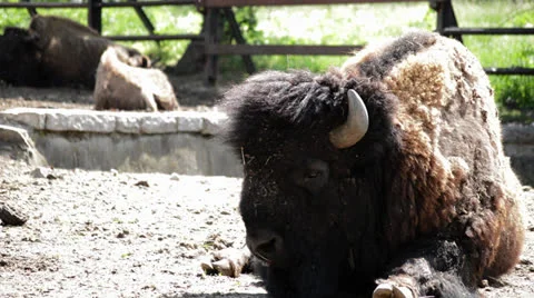American buffalo Stock Footage 23616629