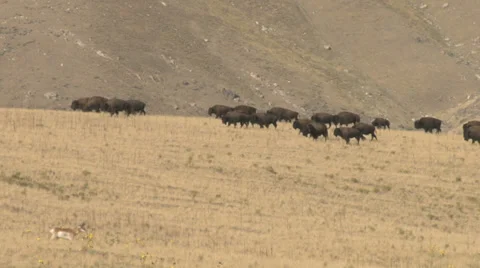 American Buffalo Stock Footage 30652615