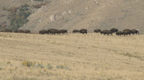 American Buffalo Stock Footage 30653432