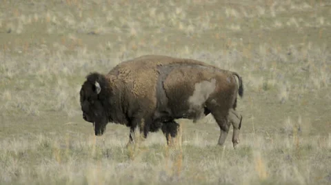 American Buffalo Stock Footage 32270558