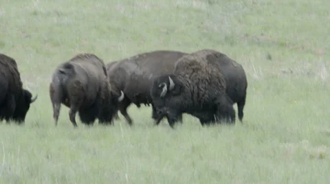 American Buffalo Stock Footage 32270715