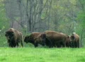 American Buffalo Grazing Footage