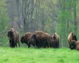American Buffalo Grazing SD Footage