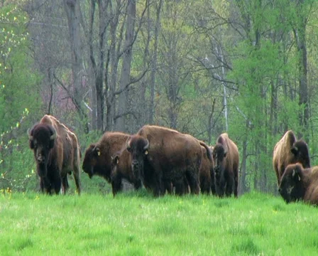 American Buffalo Grazing Stock Footage 2849484