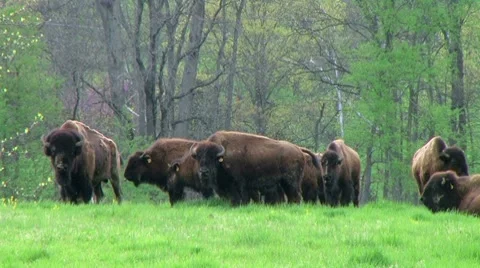 American Buffalo Grazing Stock-Footage 8607394