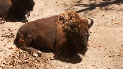 American buffalo known as bison (Bos bison) at a zoo Stock Footage 112757922