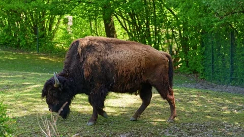 American buffalo known as bison, Bos bison in the park Stock Footage 340323036