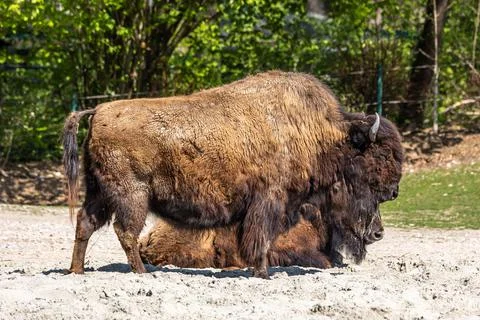 American buffalo known as bison, Bos bison in a german park Stock Photos
